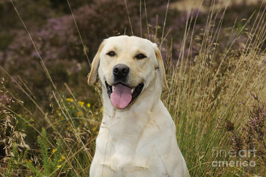 Happy Labrador Photograph by John Daniels