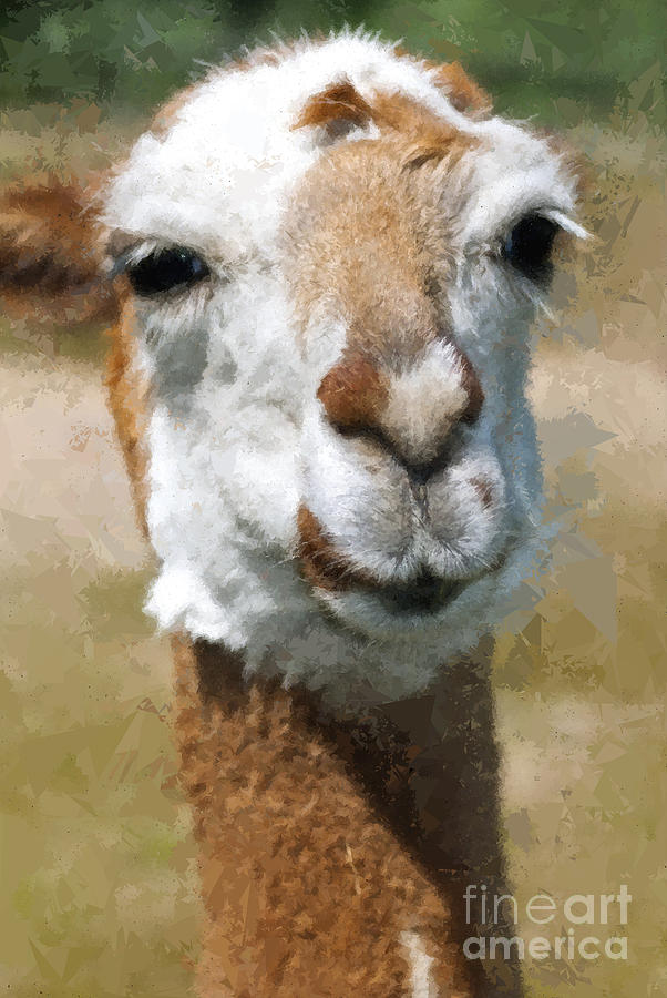 Nature Photograph - Happy Lama Painting Effect by Design Windmill