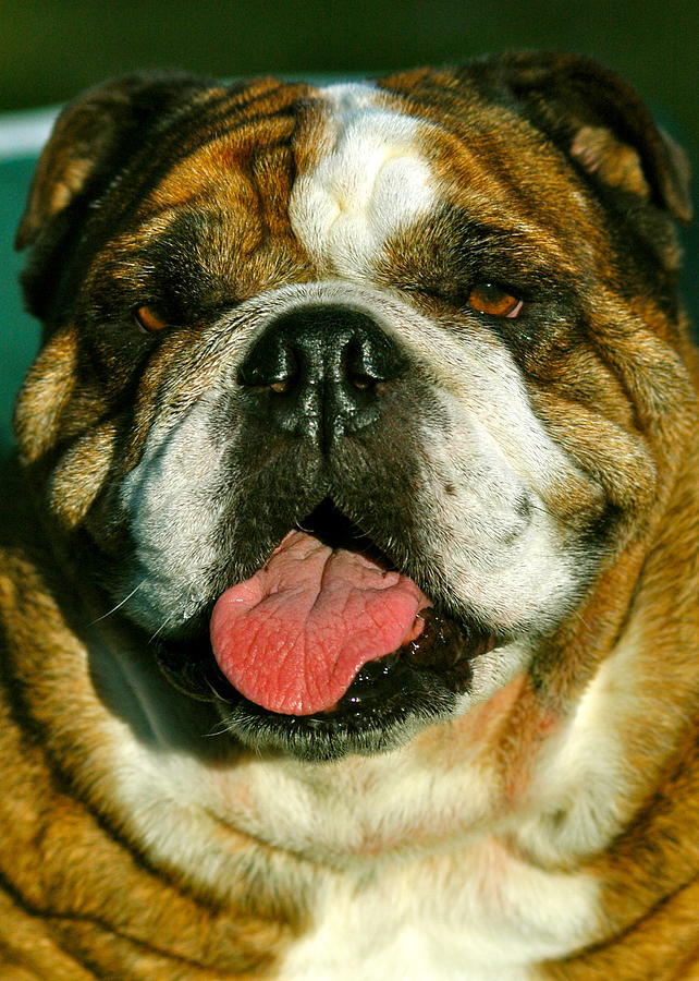 Happy the english bulldog Photograph by Lehua Pekelo-Stearns