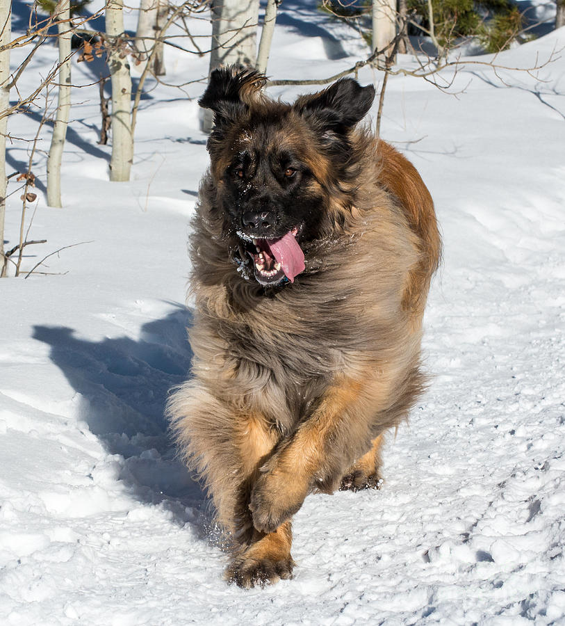 Winter Photograph - Happy Leonberger Winter Trail Running by Gary Whitton