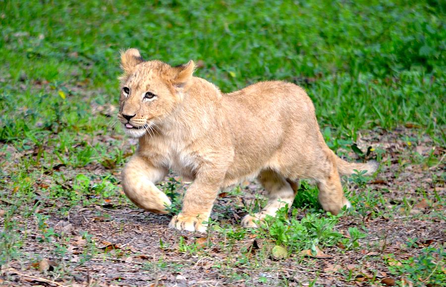 Jacksonville Photograph - Happy Lion Cub by Richard Bryce and Family