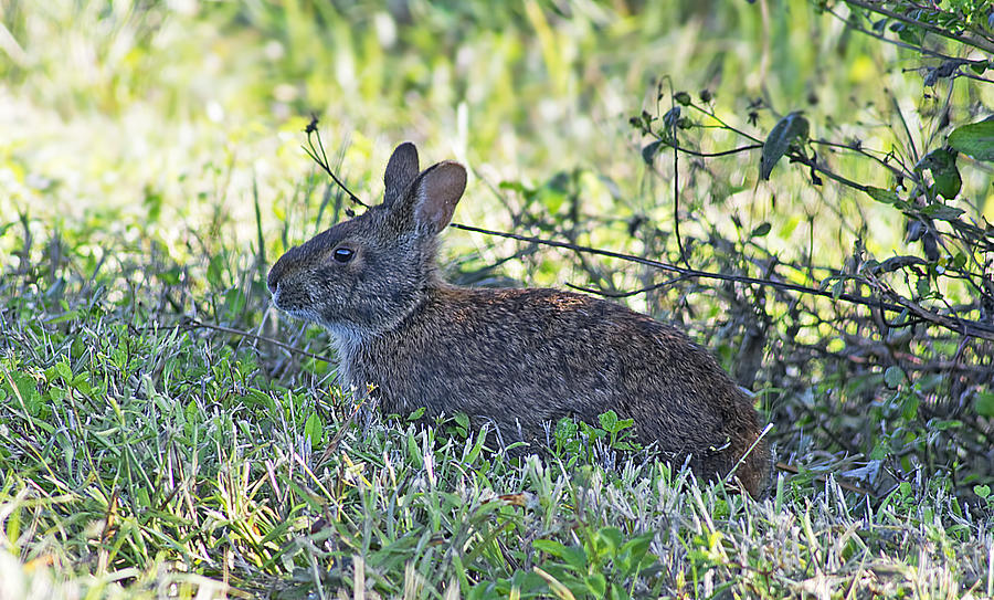 Happy Marsh Rabbit Photograph by Kenneth Albin