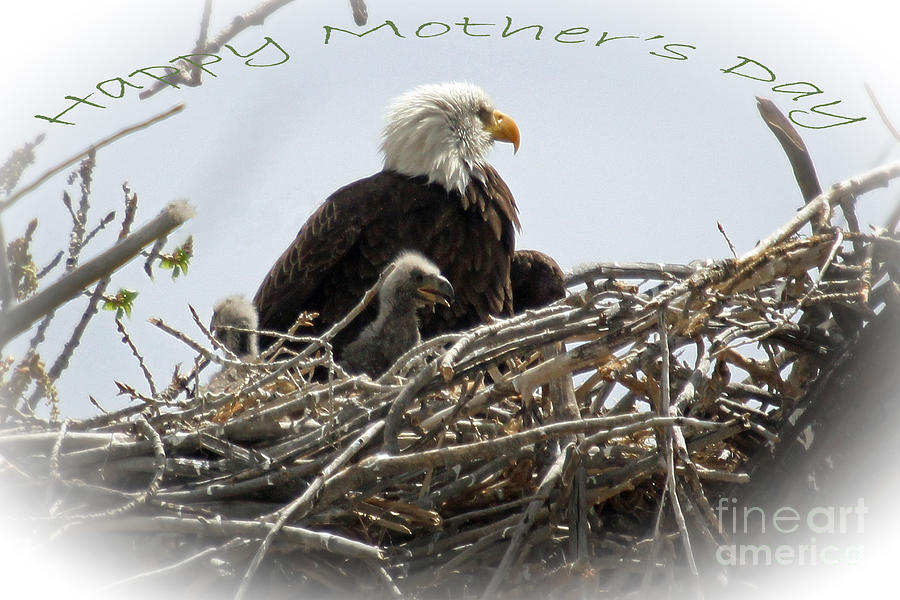 Happy Mothers Day Photograph by Bob Hislop