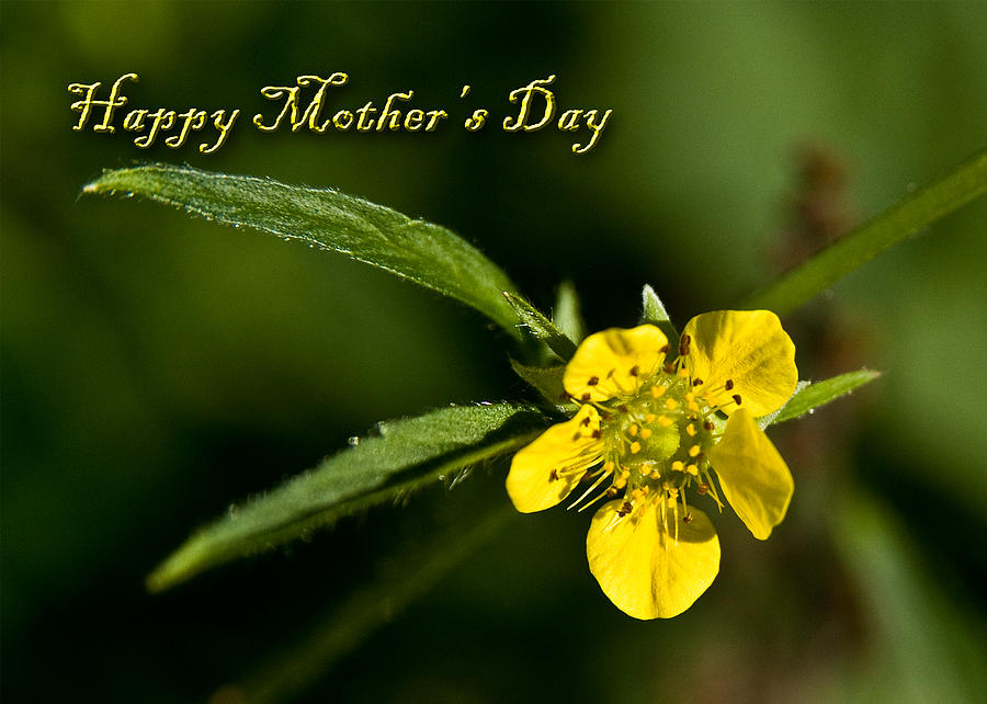Mothers Day Photograph - Happy Mothers Day Buttercup by Jeanette K