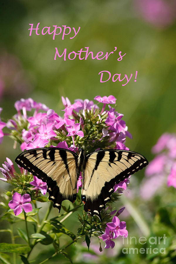 Happy Mothers Day Butterfly on Tall Phlox Photograph by Karen Lee Ensley