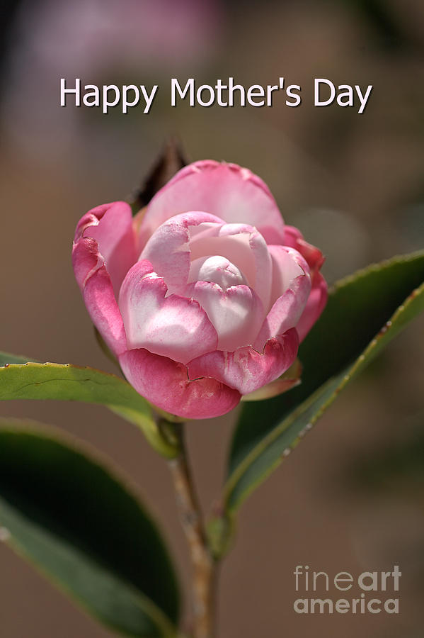 happy mothers day - Camellia Photograph by Joy Watson