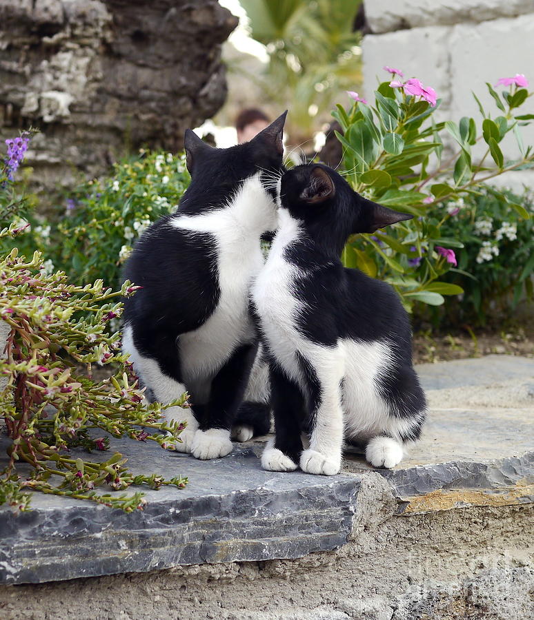 Cat Photograph - Happy Mothers Day by John Chatterley