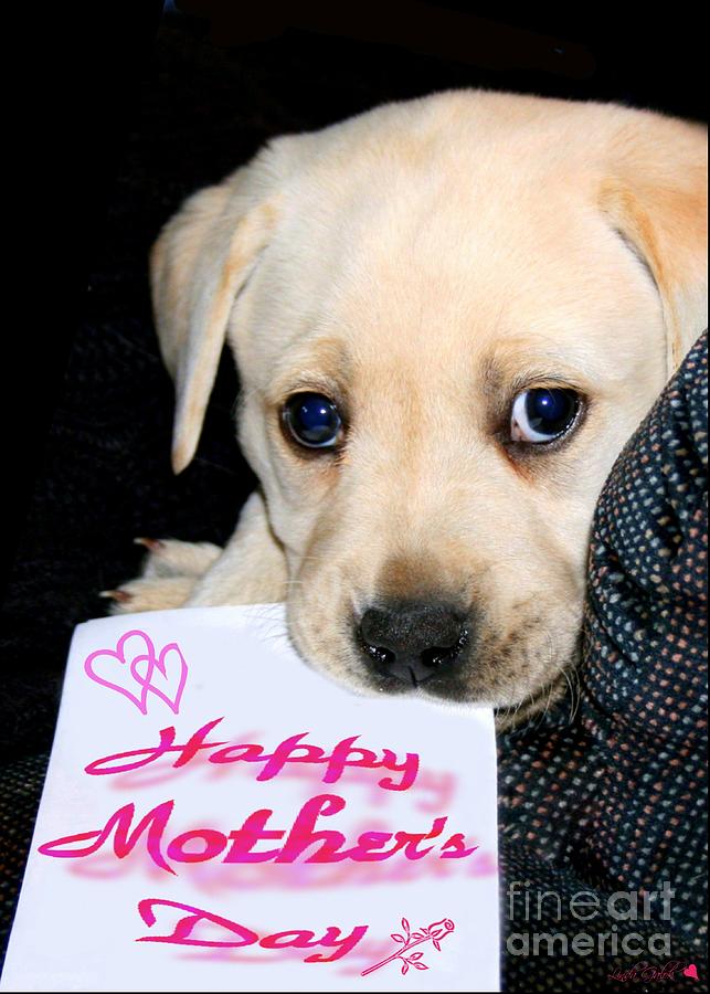 happy mothers day labrador