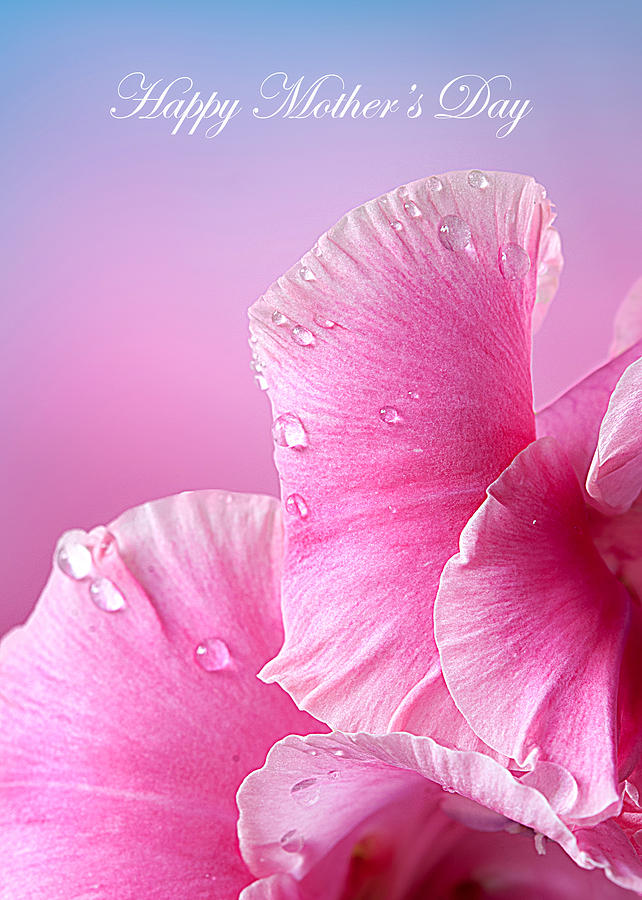 Happy Mothers Day Macro Pink Rose Petals Photograph