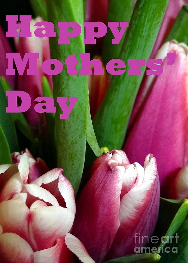 Happy Mothers Day Tulip Bunch Photograph by Barbie Corbett-Newmin