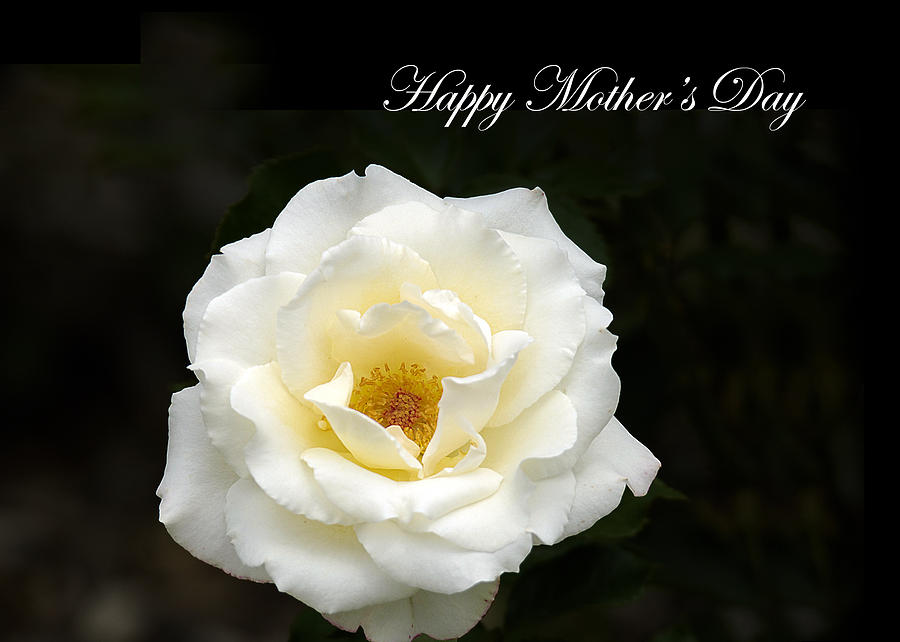 happy Mothers Day White Rose Photograph by Randall Branham