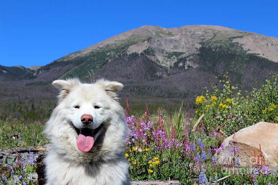 Happy Mountain Dog Photograph by Fiona Kennard