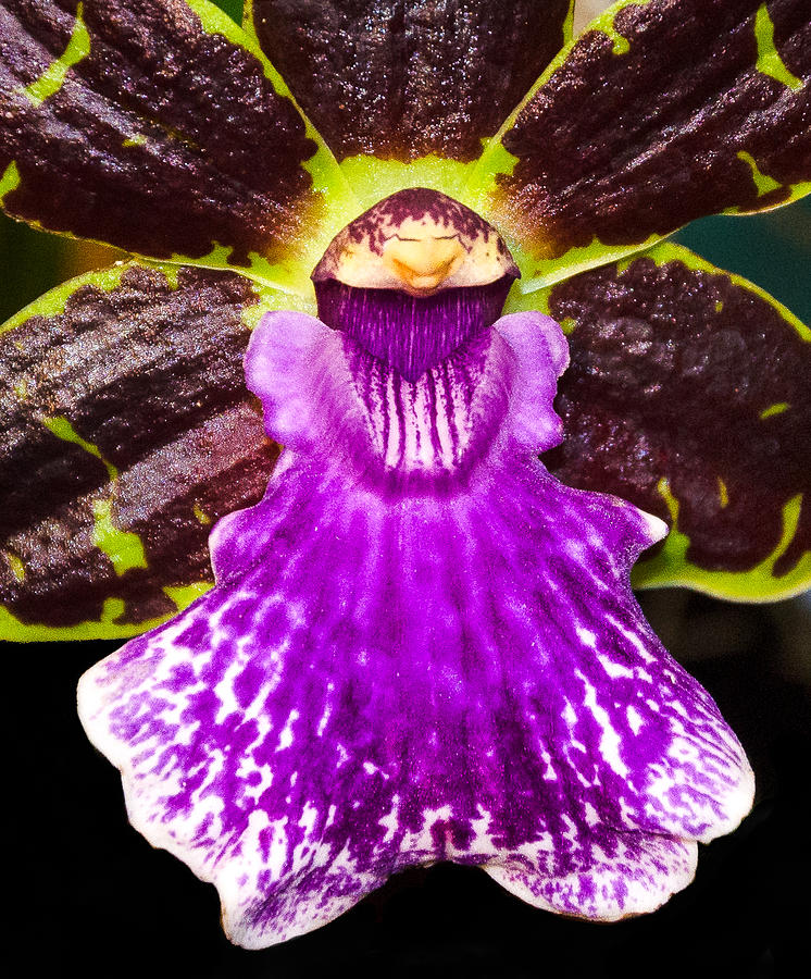 Happy Orchid Face Photograph by Georgette Grossman