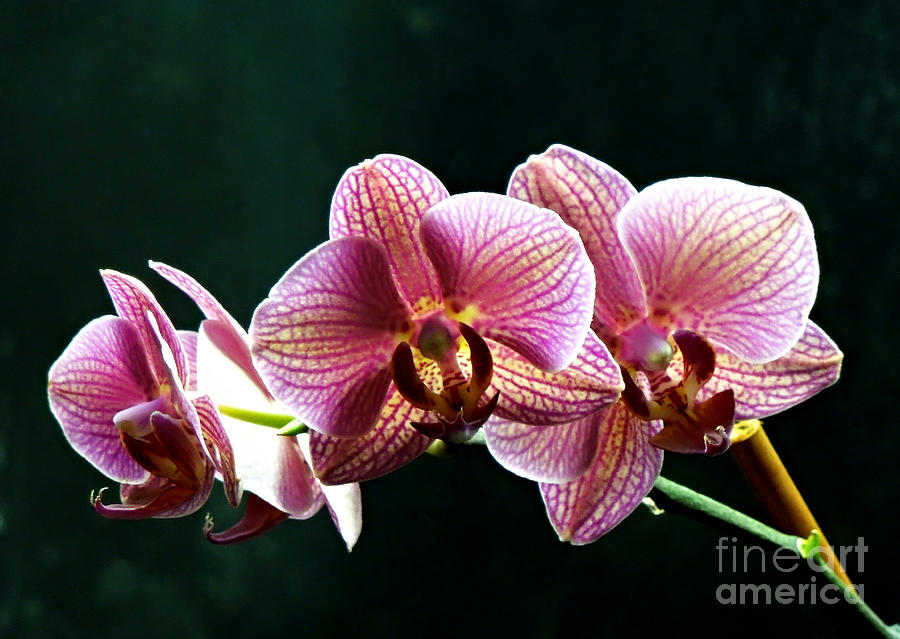Happy Orchids Photograph by Renee Trenholm