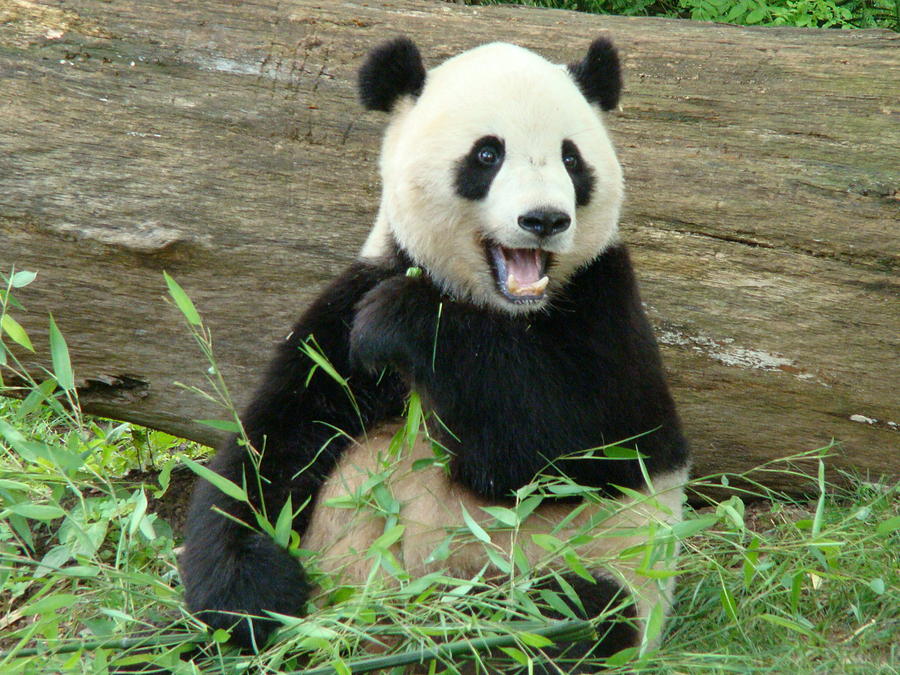 excited panda
