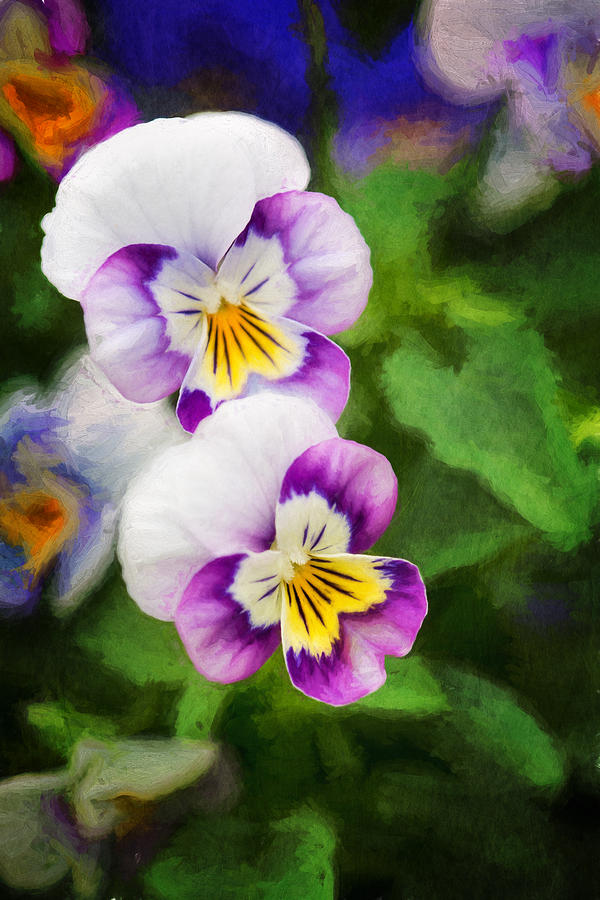 Happy Pansy Faces Photograph by Mary Jo Allen