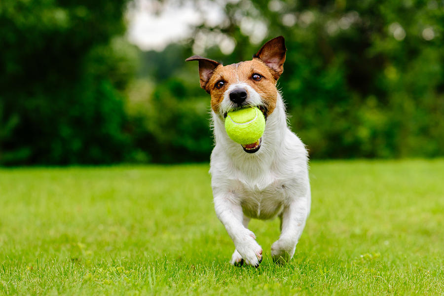 Happy pet dog playing with ball on green grass lawn Photograph by Alexei_tm