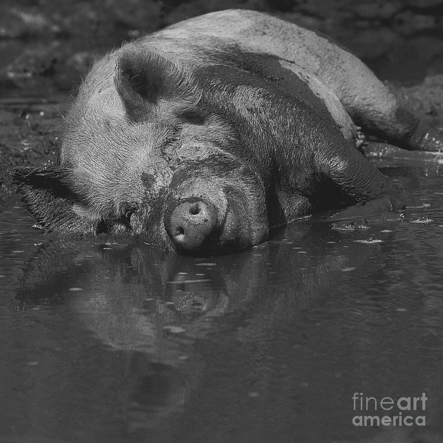 Happy Pig Photograph by Paul Davenport