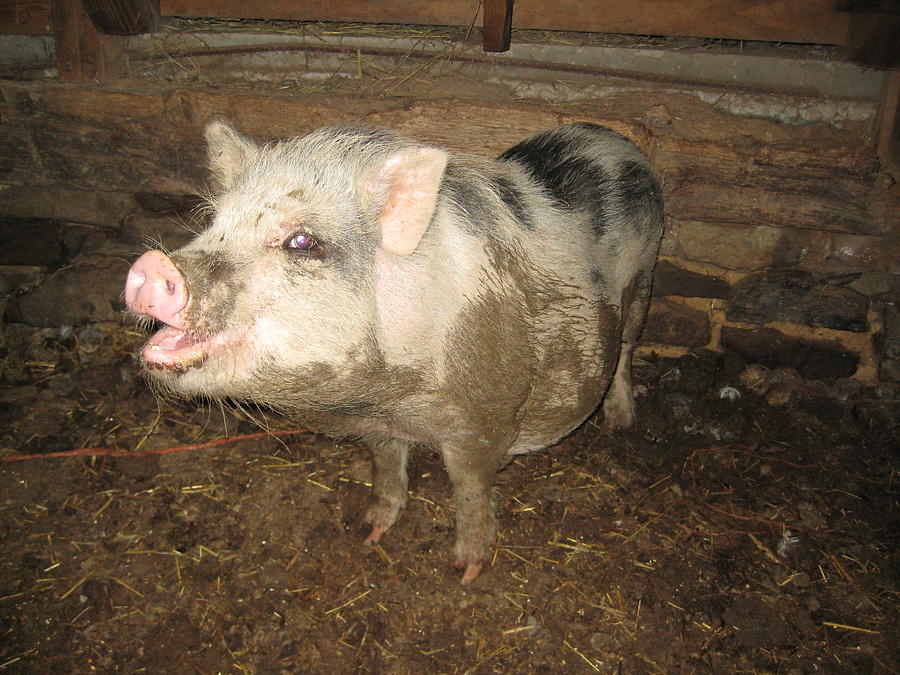 Happy Piglet - Farm - Pig Photograph by Susan Carella