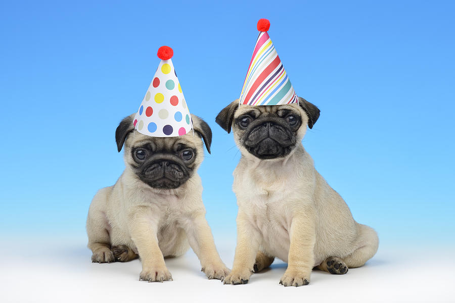 Happy Pug Birthday Photograph by MGL Meiklejohn Graphics Licensing