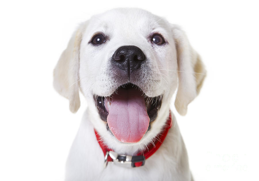 Dog Photograph - Happy Puppy by Diane Diederich