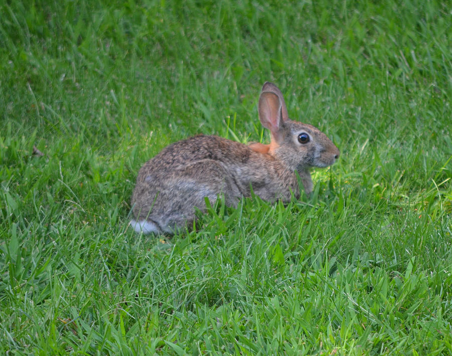 Happy Rabbit Photograph by Richard Bryce and Family - Fine Art America