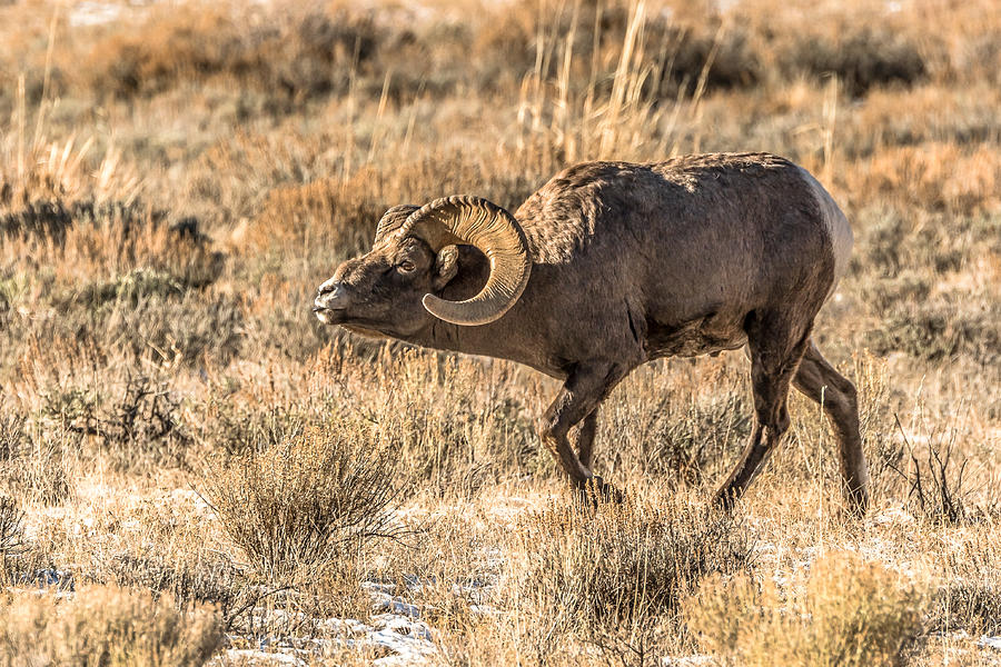Happy Ram In Rut Photograph by Yeates Photography