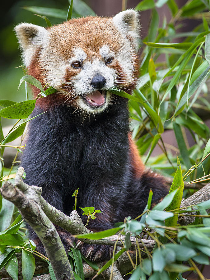 Happy Red Panda Photograph by Greg Nyquist