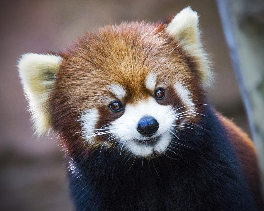 Wildlife Photograph - Happy Red Panda by Jaki Miller