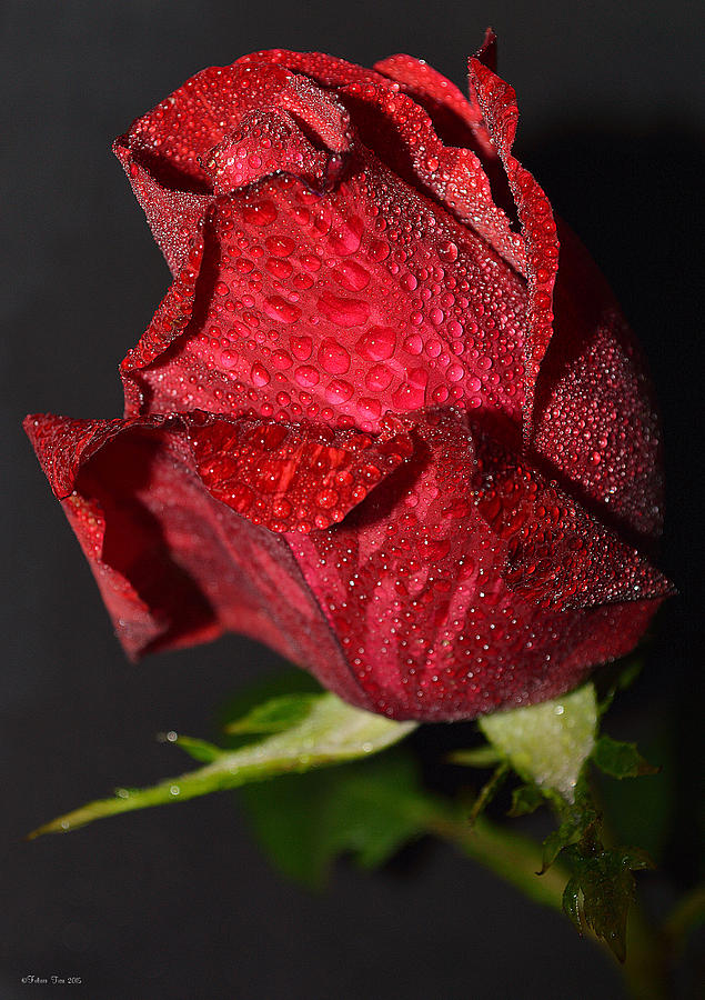 Happy Rose Photograph by Felicia Tica