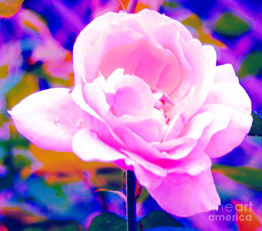 Rose Photograph - Happy Rose by Kathleen Struckle