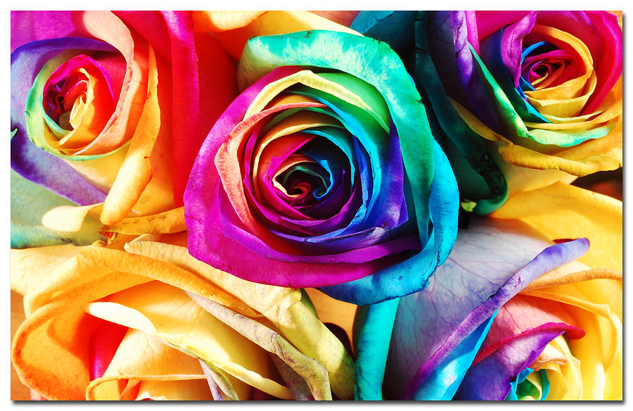 Happy roses Photograph by Rachel Slater - Pixels