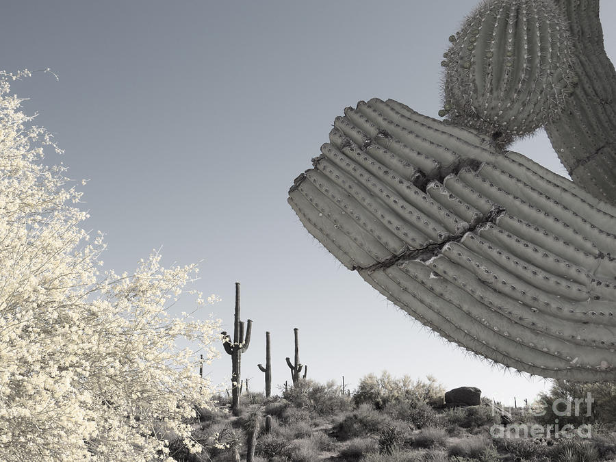 Smiling Saguaro Photograph by Marianne Jensen