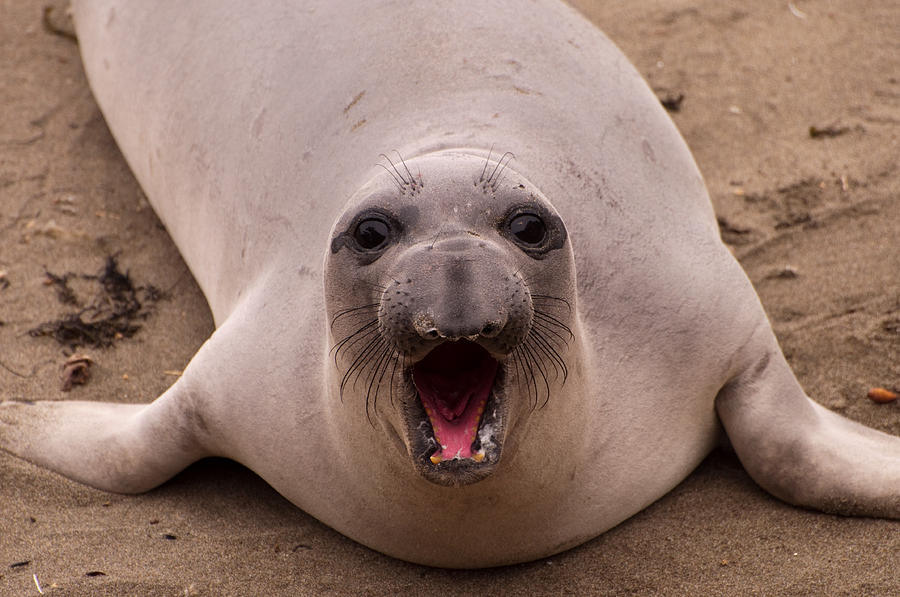 Happy Seal Photograph by Donna Doherty