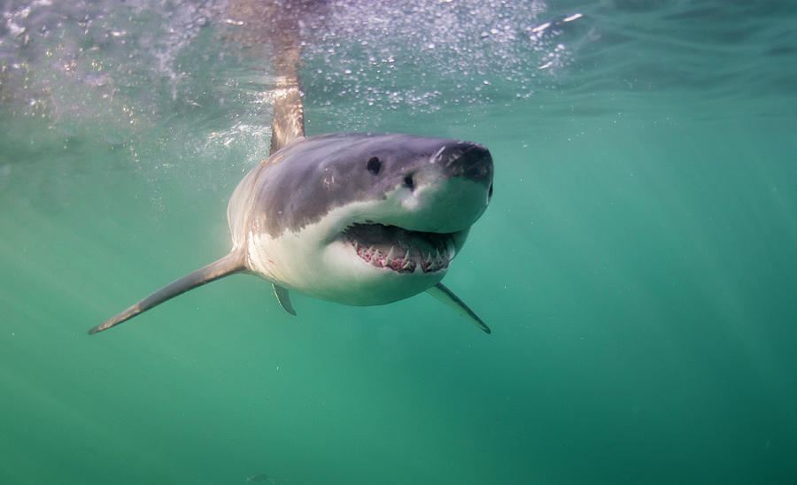 Happy Shark Photograph by By Wildestanimal