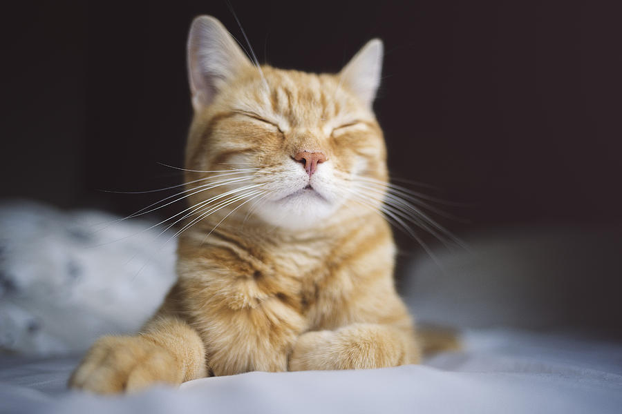 Happy sleeping ginger cat Photograph by Image by Chris Winsor