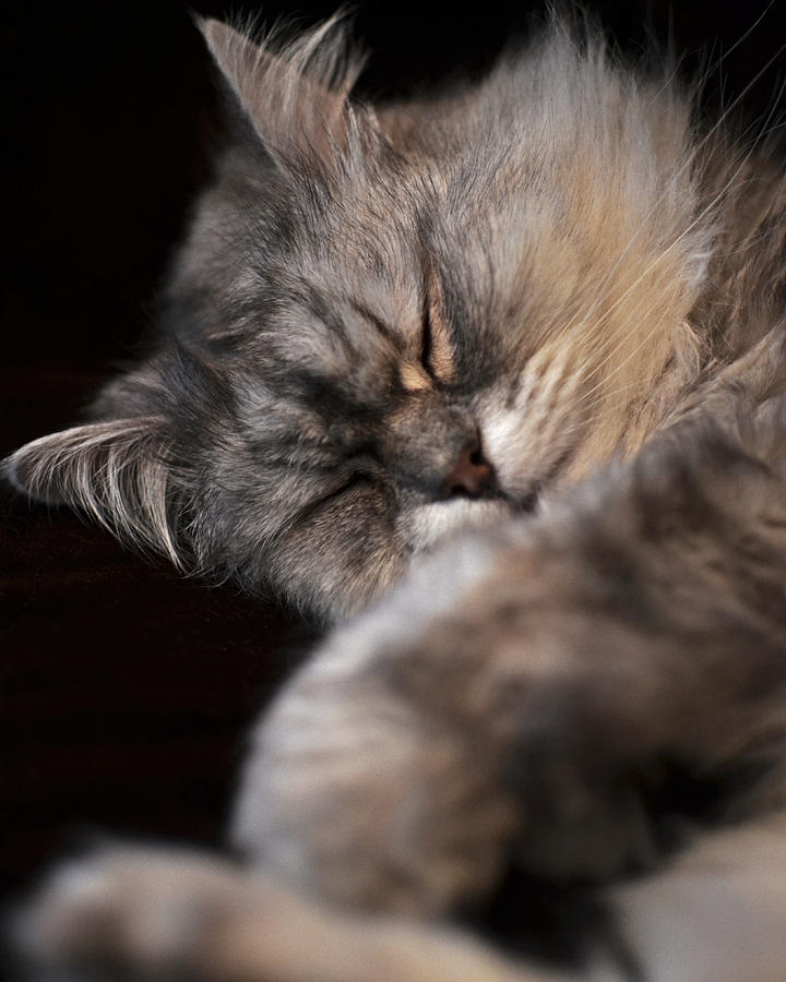 Happy Sleepy Cat Photograph by Toby McGuire