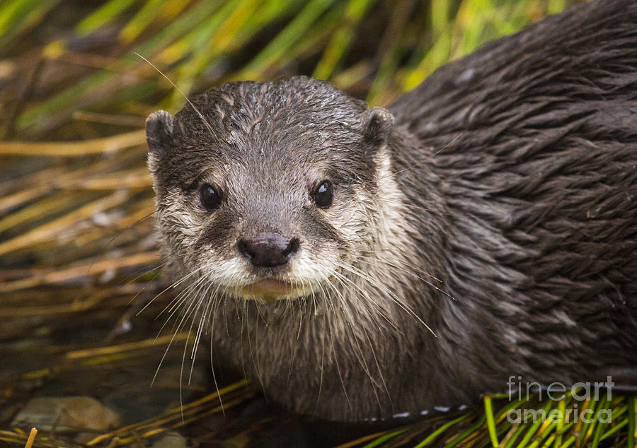 Happy Small-Clawed Otter Photograph by Sonya Lang