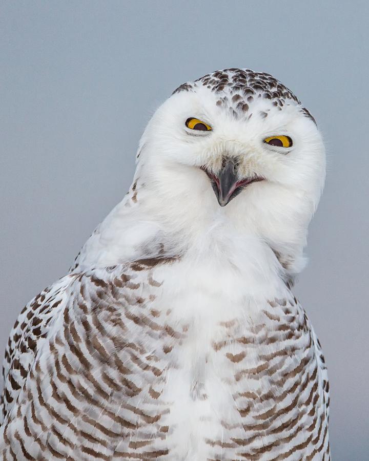 Happy Snowy Owl Photograph by Dale J Martin