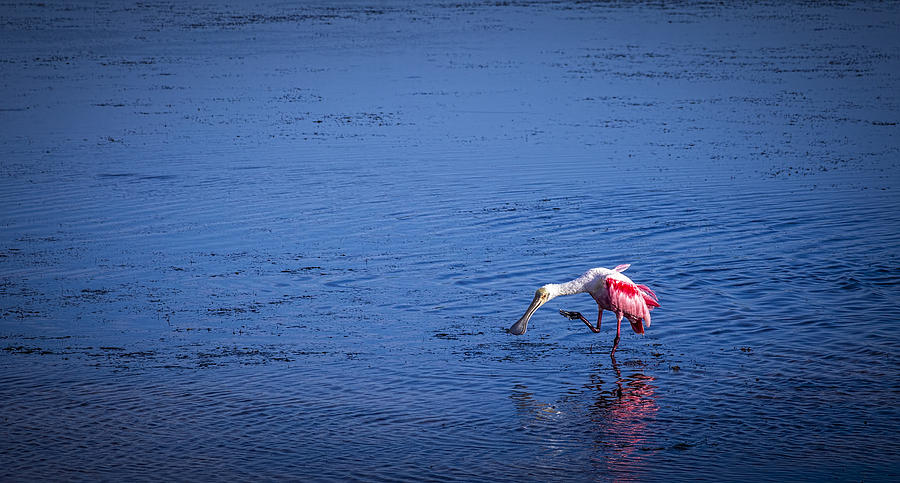 Red Birds Photograph - Happy Spoonbill by Marvin Spates