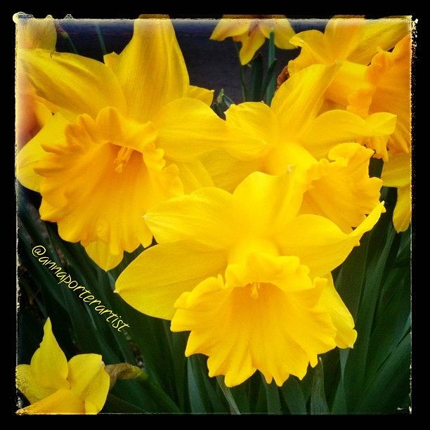 Spring Photograph - Happy Spring Daffodils by Anna Porter