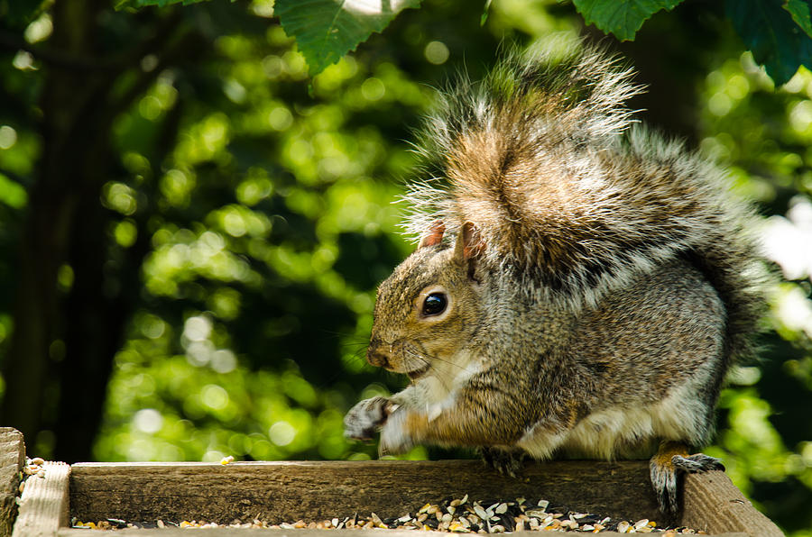 Wildlife Photograph - Happy squirrel by Anastasia E