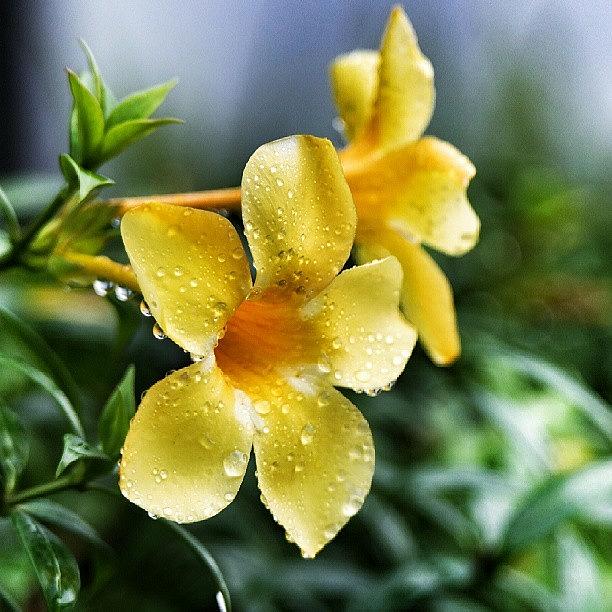Flower Photograph - Happy Sunday!! #flowers #yellow #dew by Bimo Pradityo