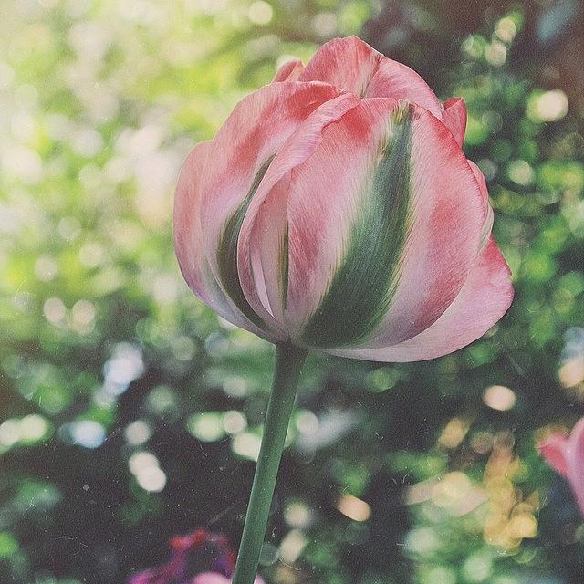 Spring Photograph - Tulip by Kelsey David