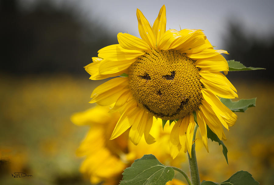 Happy Sunflower GREETING CARD Photograph by W M Dunn - Fine Art America