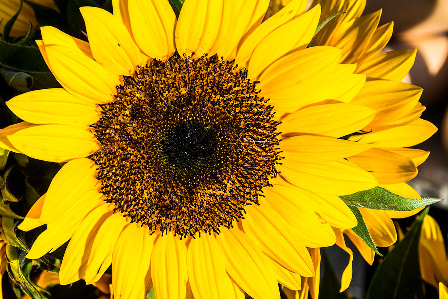 Sunflower Photograph - Happy Sunflower by Kathy Liebrum Bailey