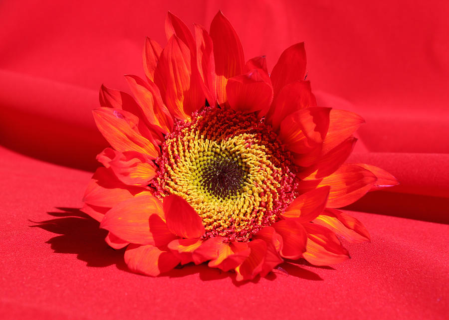 Happy Sunflower Photograph by Kume Bryant