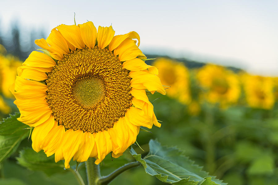 Happy Sunflower Photograph by Nebojsa Novakovic