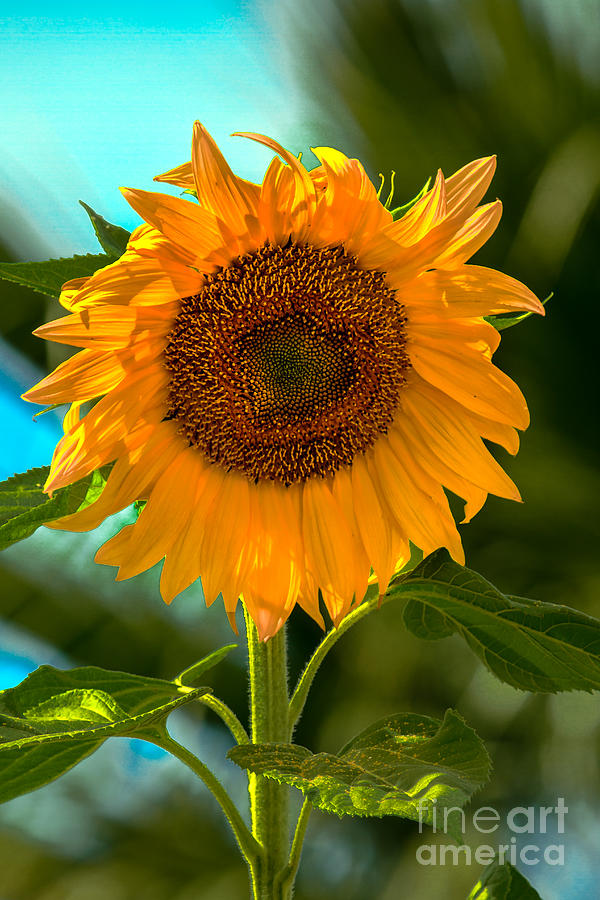 Sunflower Photograph - Happy Sunflower by Robert Bales