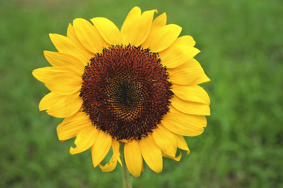 Happy Sunflower Photograph by Terry DeLuco
